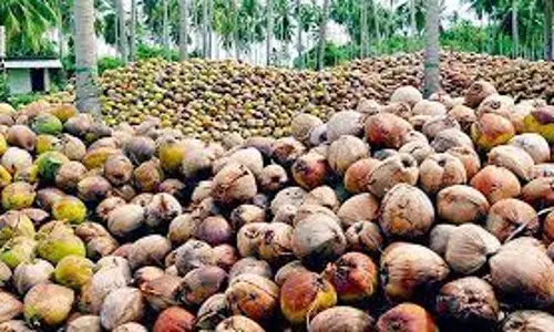 வரத்து அதிகரிப்பால் தேங்காய் விலை வீழ்ச்சி வரத்து அதிகரிப்பால் தேங்காய் விலை வீழ்ச்சி