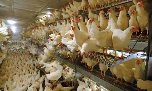 வயது முதிர்ந்த கோழிகளை விற்பனை செய்ய முடிவு