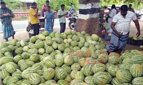 தர்பூசணி பழங்கள் விற்பனை மும்முரம் தர்பூசணி பழங்கள் விற்பனை மும்முரம்