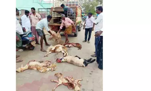 லாரி மோதி 7 ஆடுகள் பலி