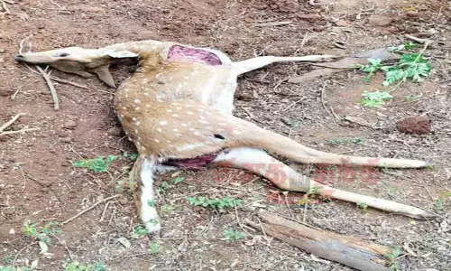 வாகனம் மோதி மான் சாவு