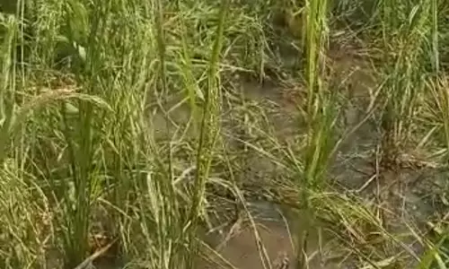 விளைநிலங்களை சேதப்படுத்தும் காட்டுப்பன்றிகள்