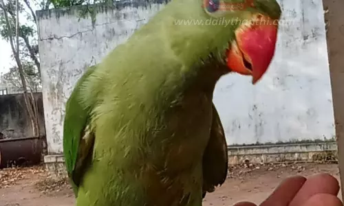 அனுமதியின்றி கிளி வளர்த்த சமையல்காரருக்கு அபராதம்