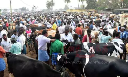 ஈரோடு கருங்கல்பாளையம் சந்தையில்ஜெர்சி மாடு ரூ.1 லட்சத்து 90 ஆயிரத்துக்கு விற்பனை