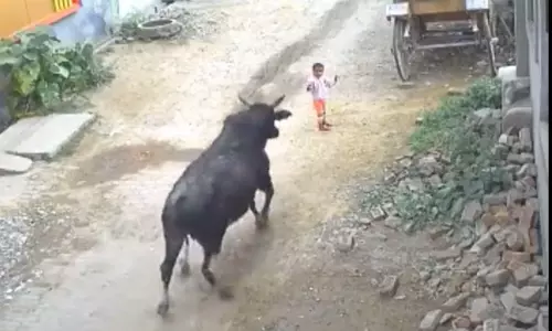 4 வயது குழந்தையை கொம்பால் தூக்கி வீசிய காளை.. பதறவைக்கும் வீடியோ காட்சிகள்