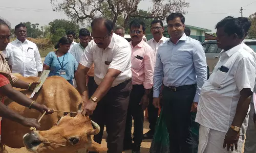 கால்நடை தடுப்பூசி முகாம்