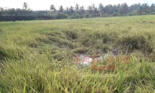 விளைநிலங்களில் காட்டுப்பன்றிகள் அட்டகாசம்