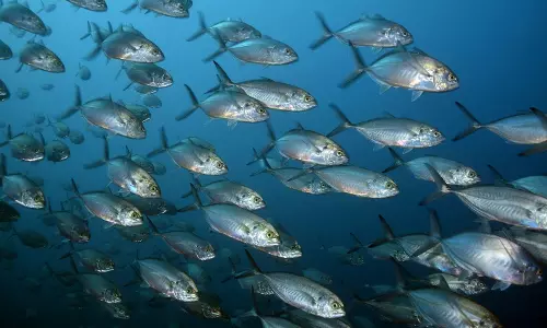 மீன் வளர்ப்பு பயிற்சி முகாம்