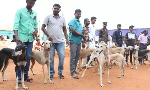 பாரம்பரிய நாட்டு இன நாய்கள் சங்கம விழா