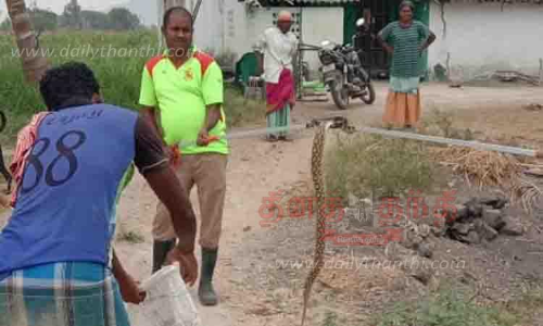 வீட்டுக்குள் புகுந்த பாம்புகளால் பரபரப்பு