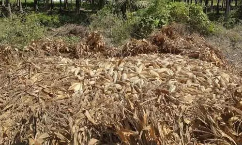 மக்காச்சோள அறுவடை பணி தீவிரம்