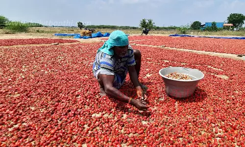 நோய் பாதிப்பால் மிளகாய் விளைச்சல் குறைவு