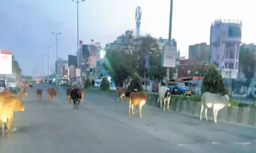 சாலையில் சுற்றி திரியும் கால்நடைகள்; நடவடிக்கை எடுக்க வாகன ஓட்டிகள் கோரிக்கை