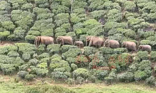 கேரள வனப்பகுதிக்கு இடம்பெயரும் காட்டுயானைகள்