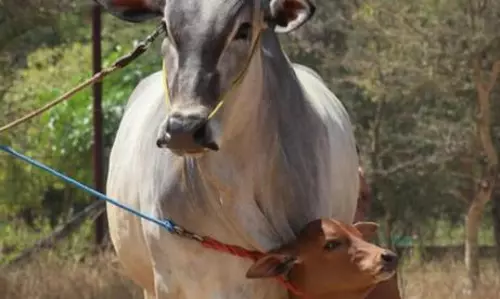 செவலை காளை கன்றுடன் காங்கயம் இன மயிலை பசு ரூ.65 ஆயிரத்திற்கு விற்பனை