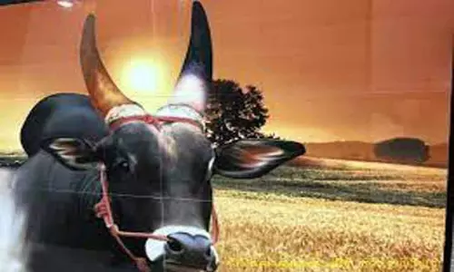 அந்தியூர் கால்நடை சந்தையில் கொங்கு காளை மாடு ஜோடி ரூ.1¾ லட்சத்துக்கு விற்பனை அந்தியூர் கால்நடை சந்தையில் கொங்கு காளை மாடு ஜோடி ரூ.1¾ லட்சத்துக்கு விற்பனை