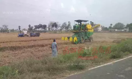 அறுவடை பணிகள் தீவிரம் அறுவடை பணிகள் தீவிரம்