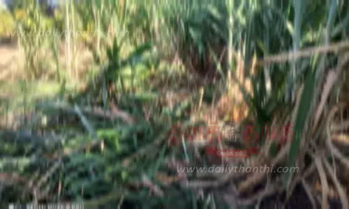 தாளவாடி அருகே தோட்டத்துக்குள் புகுந்து யானைகள் அட்டகாசம் தாளவாடி அருகே தோட்டத்துக்குள் புகுந்து யானைகள் அட்டகாசம்