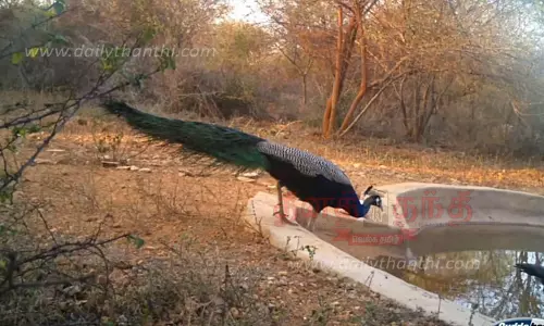 தேன்கனிக்கோட்டை பகுதி வனப்பகுதியில்தொட்டிகளில் தண்ணீர் நிரப்பும் பணி தீவிரம்