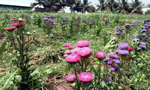 சென்ட் தொழிற்சாலை அமைக்கப்படுமா? சென்ட் தொழிற்சாலை அமைக்கப்படுமா?