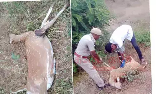 மானாமதுரை அருகே ரெயிலில் அடிபட்டு 4 மான்கள் பலிதண்ணீர் தேடி வந்தபோது பரிதாபம்