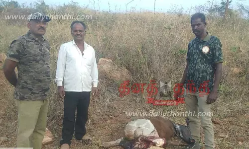 தாளவாடி அருகே புலி தாக்கி பசு மாடு பலி தாளவாடி அருகே புலி தாக்கி பசு மாடு பலி