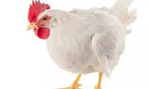 முட்டைக்கோழி கிலோவுக்கு ரூ.10 உயர்வு