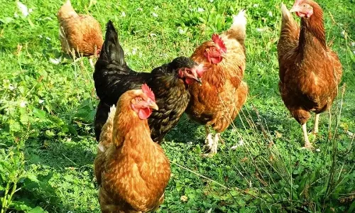 நாட்டுக்கோழிகளுக்கு தடுப்பூசி அளிக்க வேண்டும்