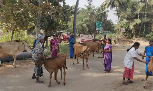 கோமாரி நோய் தடுப்பூசி முகாம்