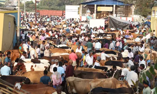 விற்பனைக்கு குவிந்த கறவை மாடுகள்