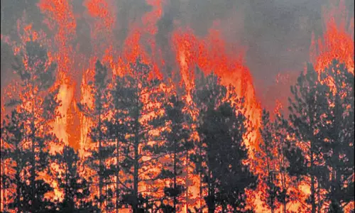 வருசநாடு அருகேபஞ்சம்தாங்கி மலைப்பகுதியில் 10 நாட்களாக பற்றி எரியும் காட்டுத்தீ