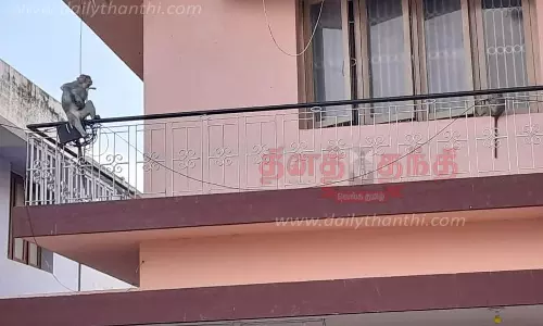 சென்னிமலையில் வீடு-கடைகளில் புகுந்து அட்டகாசம் செய்யும் குரங்குகளை கூண்டு வைத்து பிடிக்க கோரிக்கை