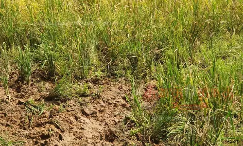 வயலுக்குள் புகுந்து காட்டுப்பன்றிகள் அட்டகாசம் வயலுக்குள் புகுந்து காட்டுப்பன்றிகள் அட்டகாசம்