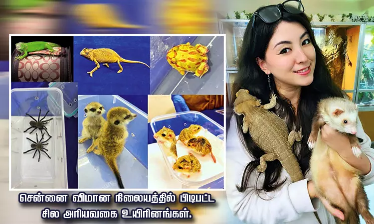 அரியவகை உயிரினங்கள்... அதிகரித்துவரும் பறவைகள், விலங்குகள் கடத்தல் அரியவகை உயிரினங்கள்... அதிகரித்துவரும் பறவைகள், விலங்குகள் கடத்தல்