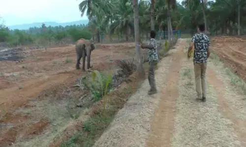 காரமடை அருகே விவசாய தோட்டத்தில் காட்டு யானை முகாம்-கம்பிவேலிகளை மிதித்து சேதப்படுத்தியது