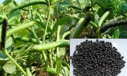 300 டன் உளுந்து கொள்முதல் செய்ய இலக்கு