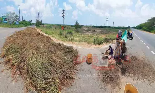 எள் விளைச்சல் அமோகம்; விவசாயிகள் மகிழ்ச்சி