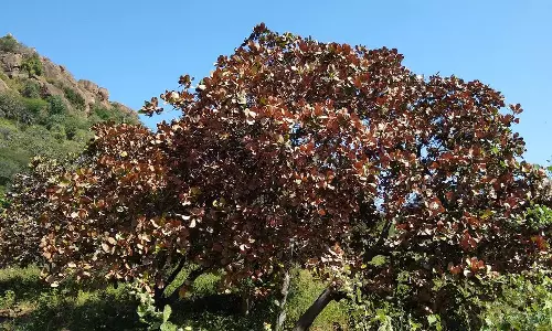 கடமலைக்குண்டு பகுதியில்கொட்டை முந்திரி மரங்களில் கருகல் நோய் பாதிப்பு