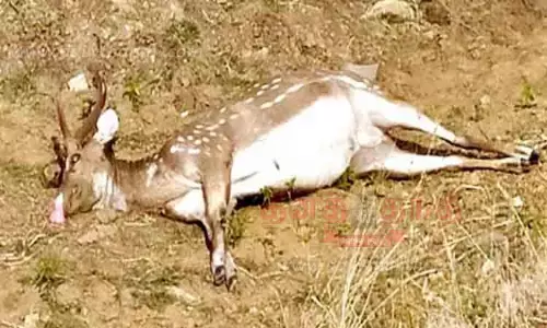 வாகனம் மோதி மான் சாவு வாகனம் மோதி மான் சாவு