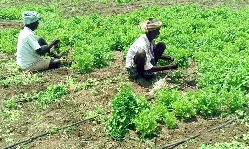 ஆண்டிப்பட்டி சந்தையில்கொத்தமல்லி விலை வீழ்ச்சி:கிலோ ரூ.3-க்கு விற்பனை