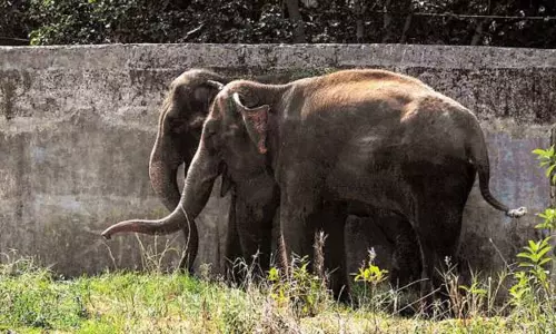 அசாம் மாநிலத்தில் கடந்த 12 ஆண்டுகளில் 1,300 யானைகள் உயிரிழப்பு அசாம் மாநிலத்தில் கடந்த 12 ஆண்டுகளில் 1,300 யானைகள் உயிரிழப்பு