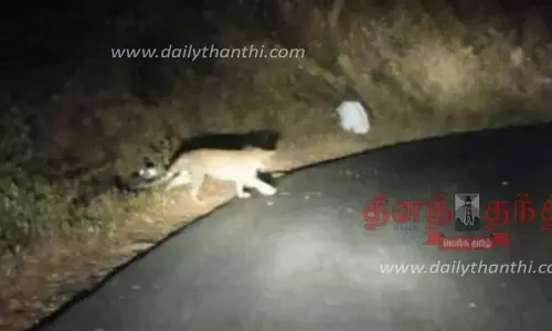 கடம்பூர் அருகே வனப்பகுதி ரோட்டை கடந்து சென்ற சிறுத்தை புலி; வாகன ஓட்டிகளுக்கு வனத்துறையினர் எச்சரிக்கை