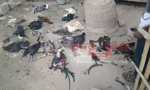 சித்தோடு அருகே மர்ம விலங்கு கடித்து 23 நாட்டுக்கோழிகள் சாவு