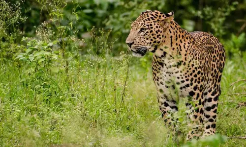 திருப்பதி மலைப்பாதையில் சிறுத்தை நடமாட்டம்: பக்தர்கள் அலறியடித்து ஓட்டம்