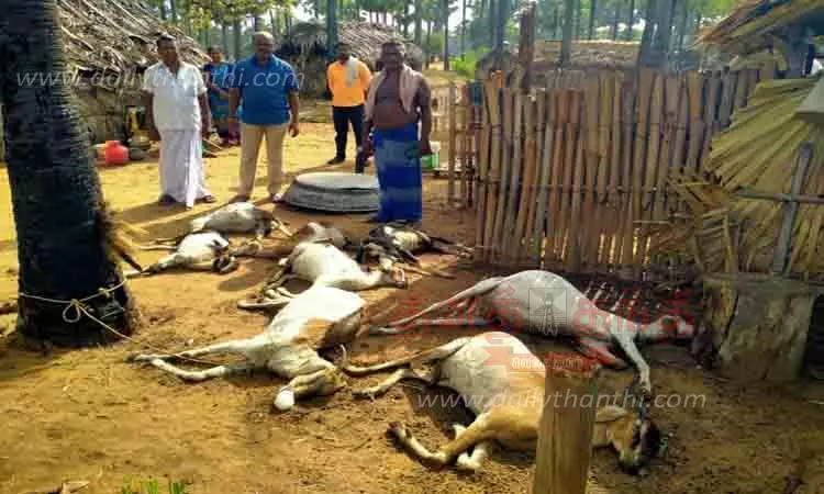 மின்னல் தாக்கி 8 ஆடுகள் பலி மின்னல் தாக்கி 8 ஆடுகள் பலி