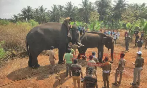 வாயில் காயத்துடன் சுற்றிய காட்டுயானை மயக்க ஊசி செலுத்தி பிடிக்கப்பட்டது