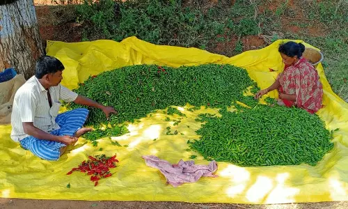 உப்புக்கோட்டை பகுதியில்மிளகாய் விளைச்சல் அமோகம்