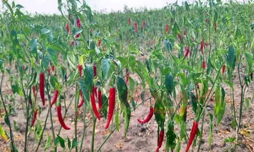 காய்த்து தொங்கும் மிளகாய் காய்த்து தொங்கும் மிளகாய்