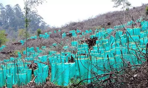 1 லட்சம் சோலை மரக்கன்றுகள் நடவு