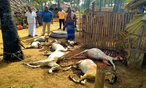 மின்னல் தாக்கி 8 ஆடுகள் பலி மின்னல் தாக்கி 8 ஆடுகள் பலி